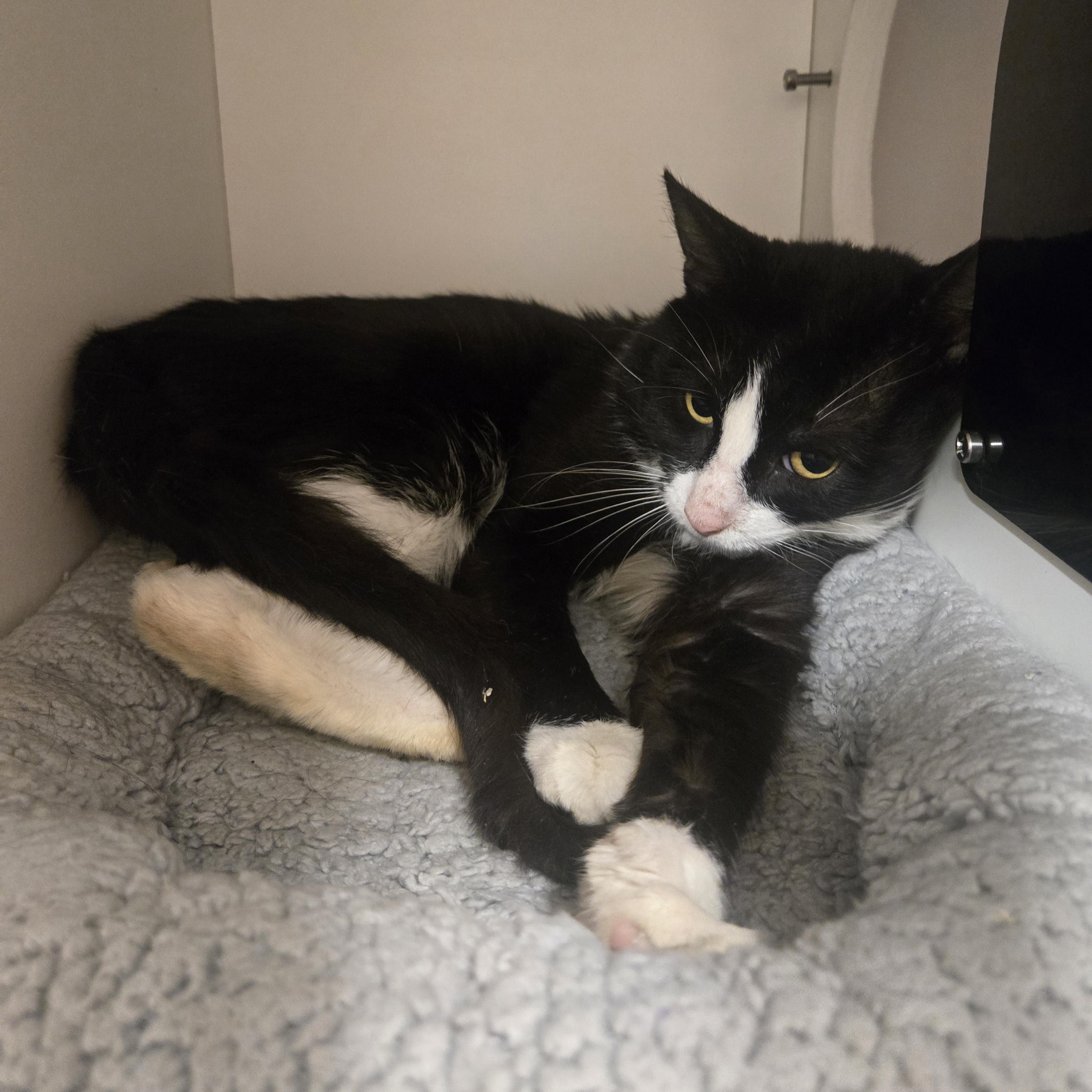 Enlarge Carmel Bugle, a ADOPTABLE Domestic Short Hair in Phoenixville, PA image 3/4