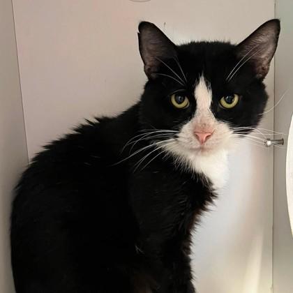 Carmel Bugle, ADOPTABLE, Adult Male Domestic Short Hair.