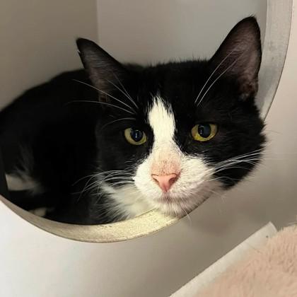 Enlarge Carmel Bugle, a ADOPTABLE Domestic Short Hair in Phoenixville, PA image 2/4
