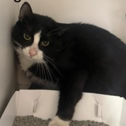 Enlarge Carmel Bugle, a ADOPTABLE Domestic Short Hair in Phoenixville, PA image 4/4