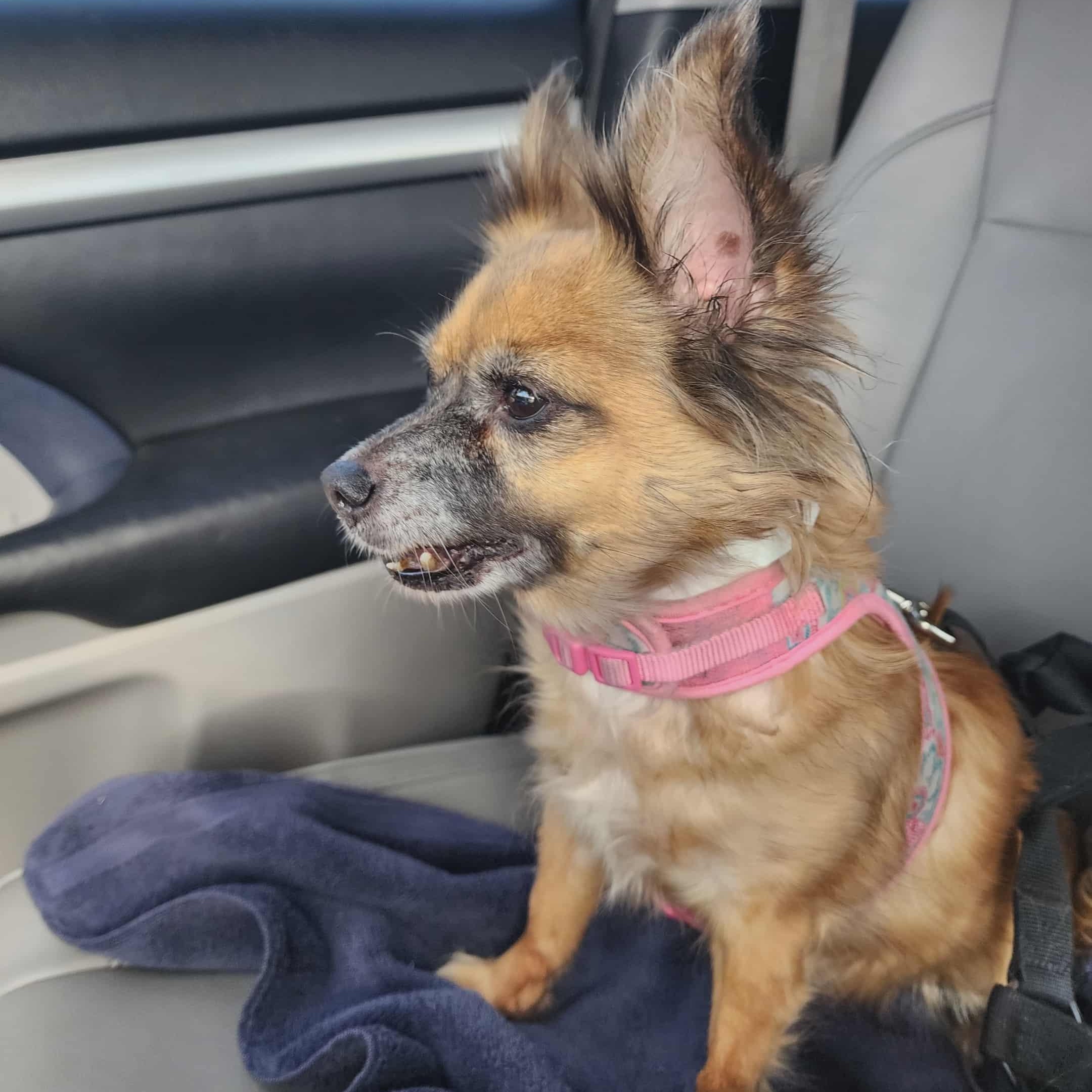 POPPY , a ADOPTABLE mixed breed in Marana, AZ image 2/3