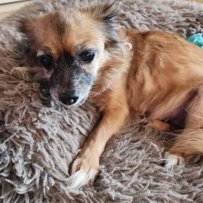 POPPY , ADOPTABLE, Adult Female Chihuahua & Pomeranian.