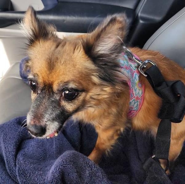 POPPY , a ADOPTABLE mixed breed in Marana, AZ image 3/3