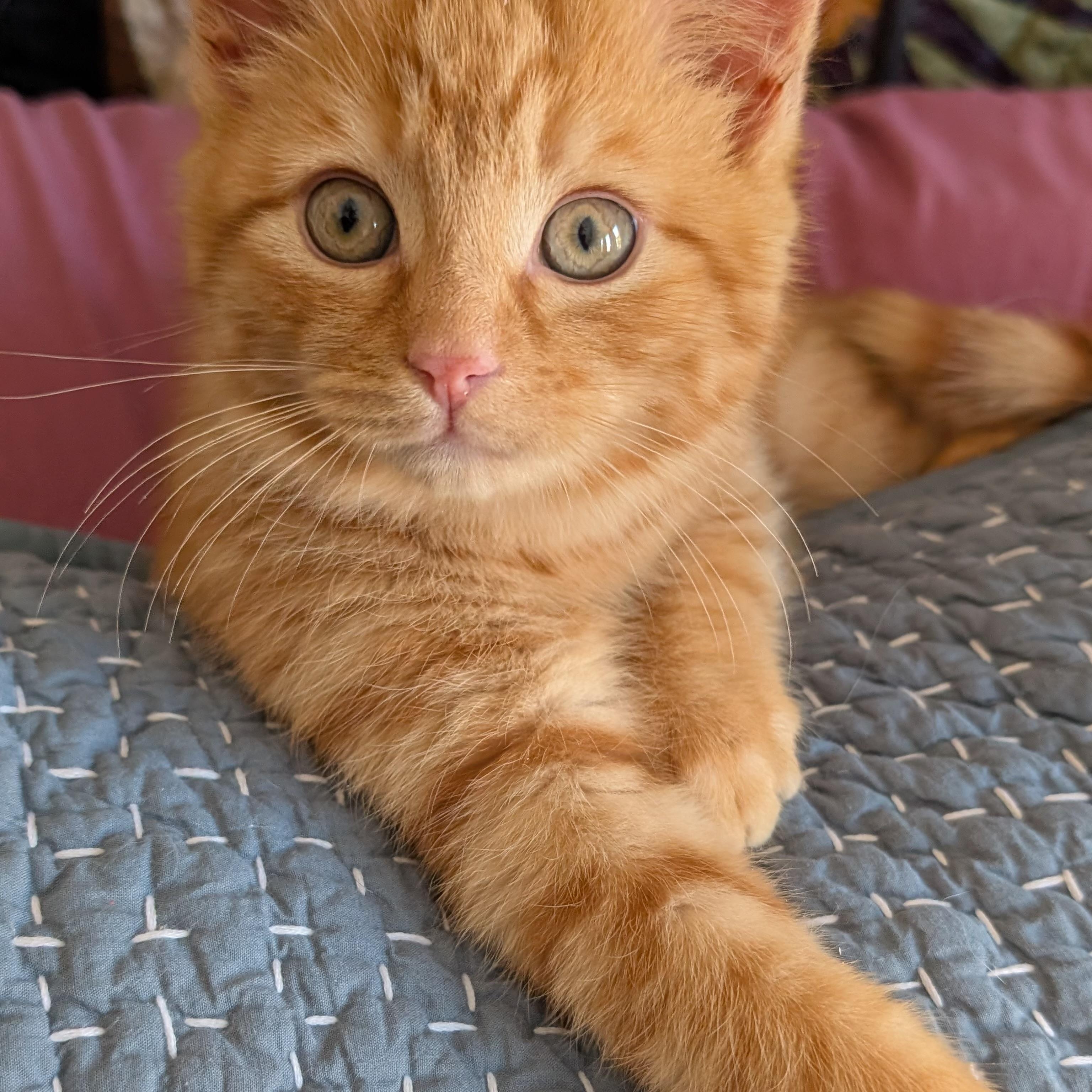 Enlarge Doyle, an adopted Domestic Medium Hair in Alexandria, VA image 5/6