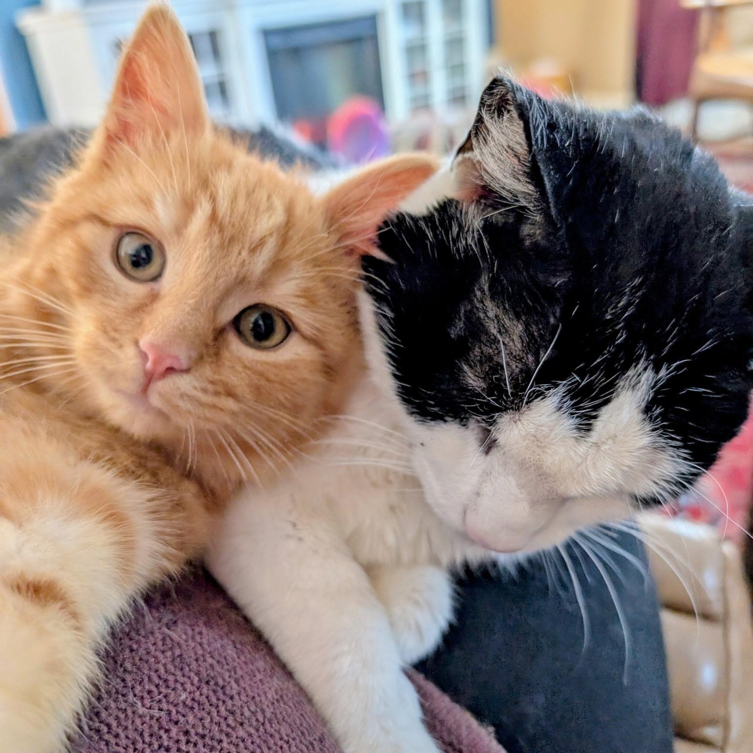 Enlarge Doyle, an adopted Domestic Medium Hair in Alexandria, VA image 4/6