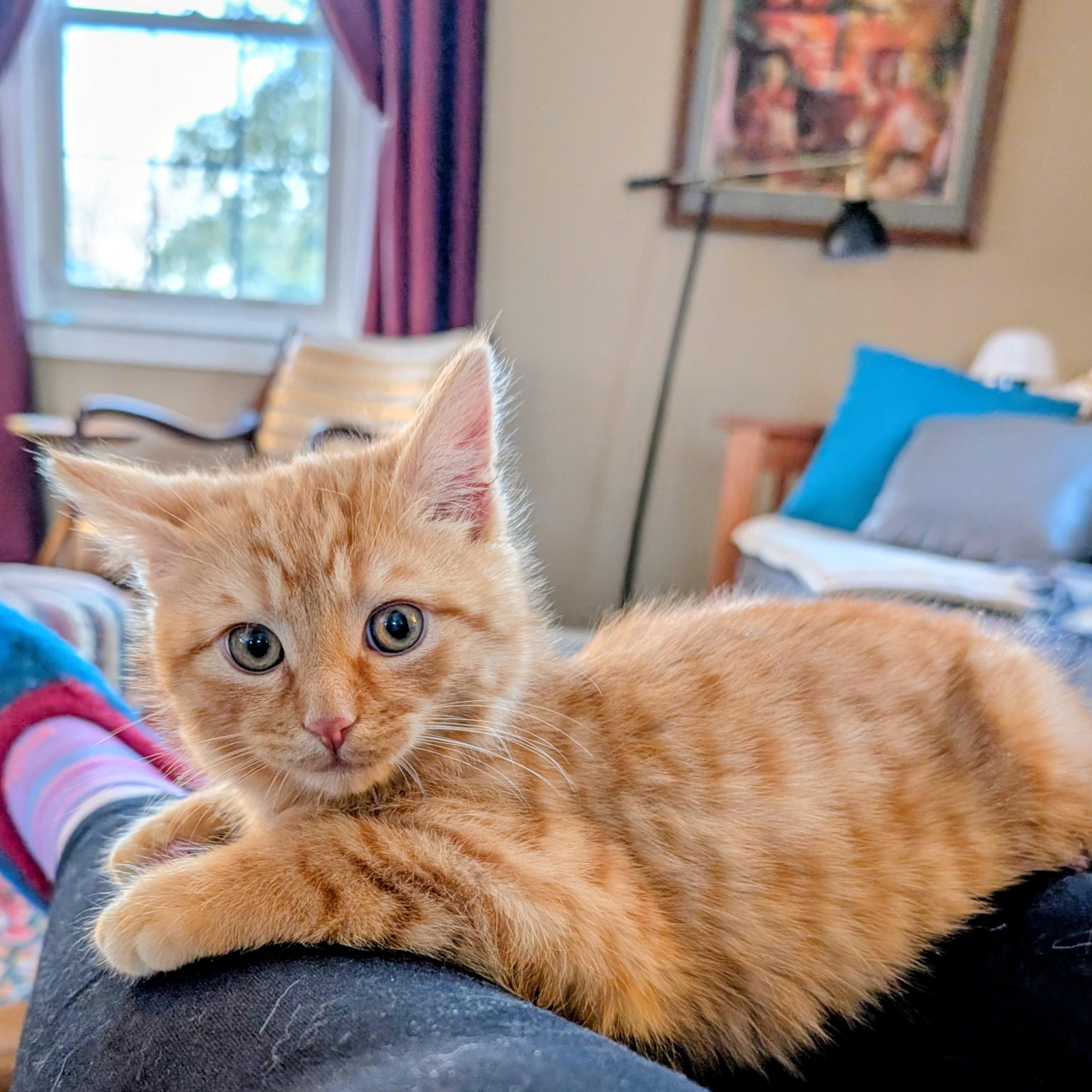 Enlarge Doyle, an adopted Domestic Medium Hair in Alexandria, VA image 3/6