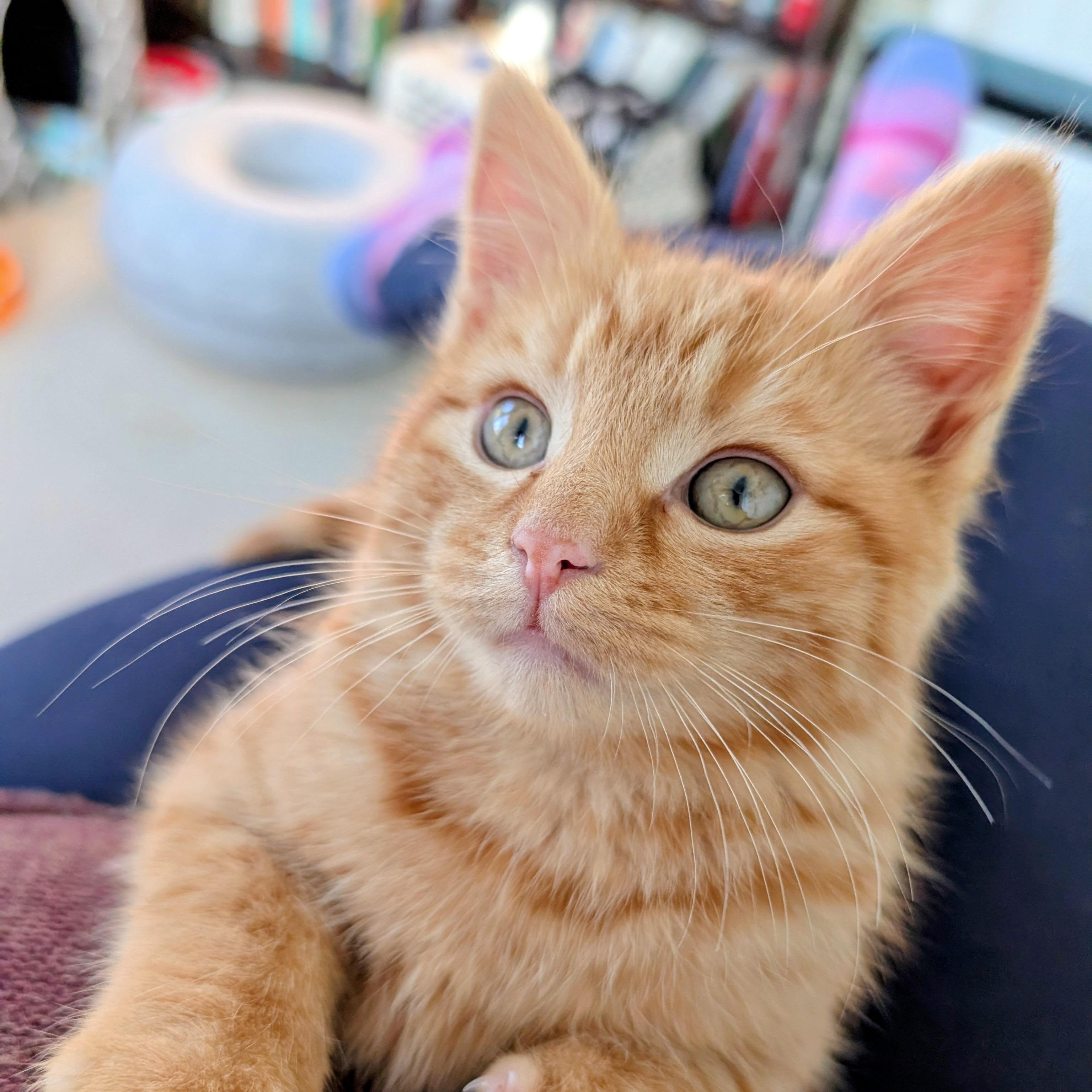 Enlarge Doyle, an adopted Domestic Medium Hair in Alexandria, VA image 1/6