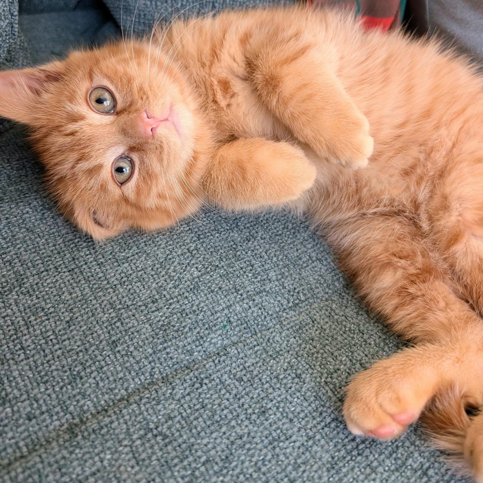 Enlarge Doyle, an adopted Domestic Medium Hair in Alexandria, VA image 6/6