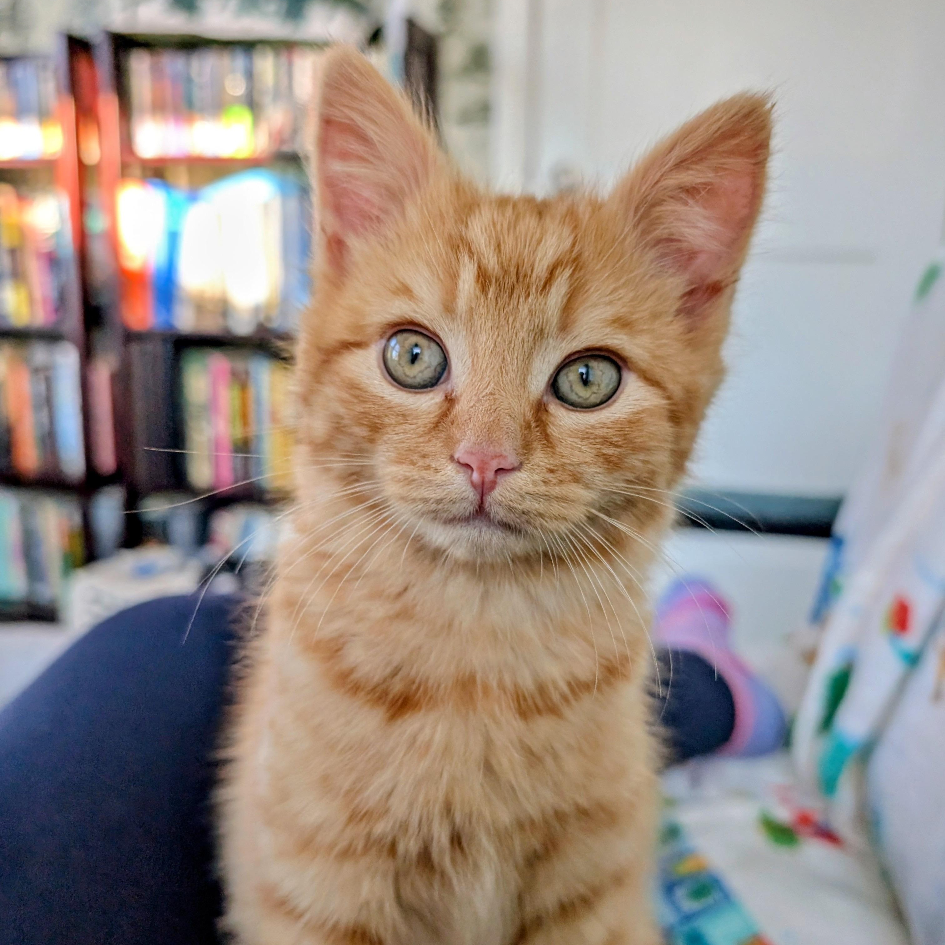 Enlarge Doyle, an adopted Domestic Medium Hair in Alexandria, VA image 2/6