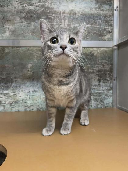 Kitty, Adoptable, Kitten Female Domestic Short Hair & Domestic Short Hair.