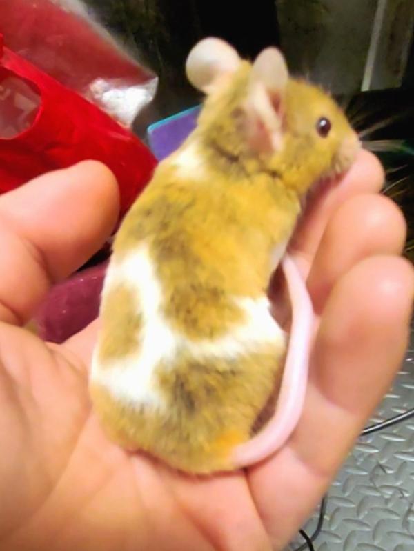 Sebastian, Adoptable, Adult Male Mouse.