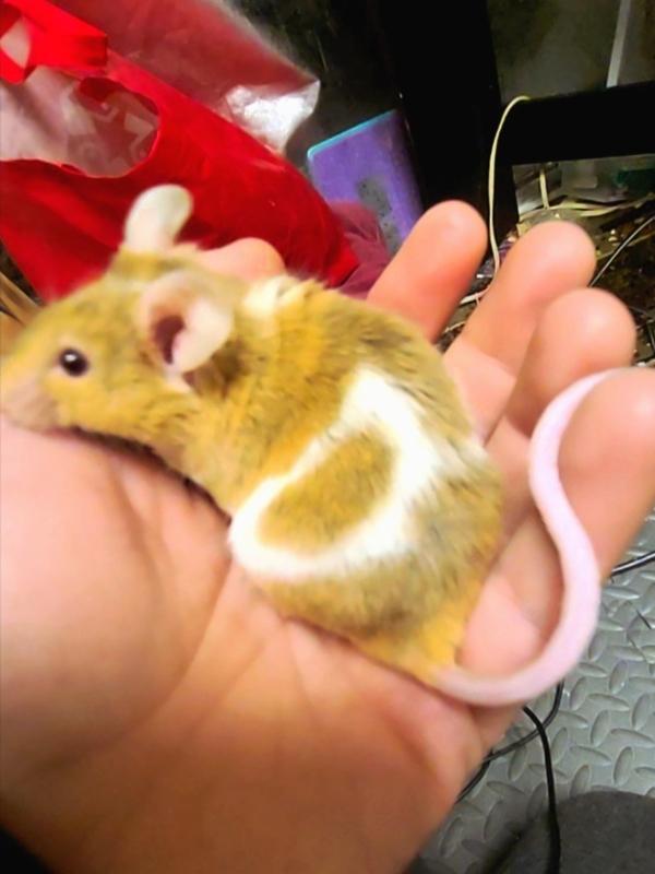 Enlarge Sebastian, a Adoptable Mouse in Woonsocket, RI image 2/2