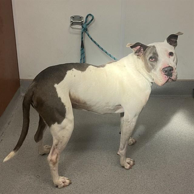 ACE, Adoptable, Adult Male Pit Bull Terrier.