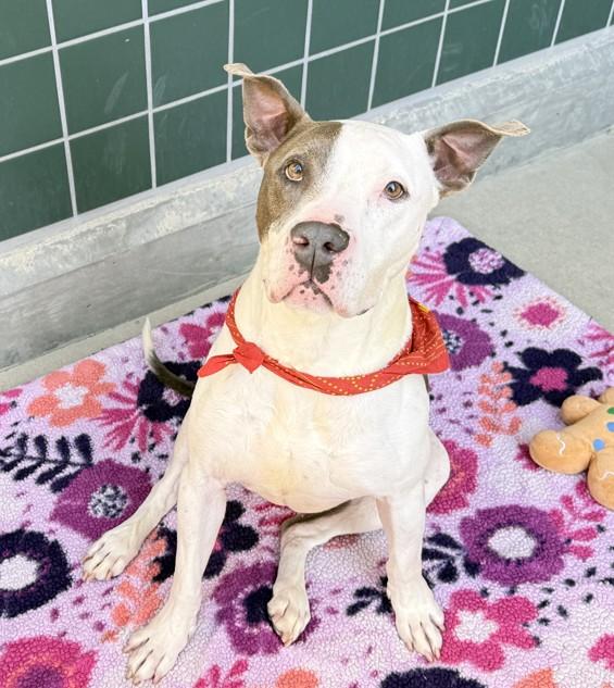 ACE, Adoptable, Adult Male Pit Bull Terrier.