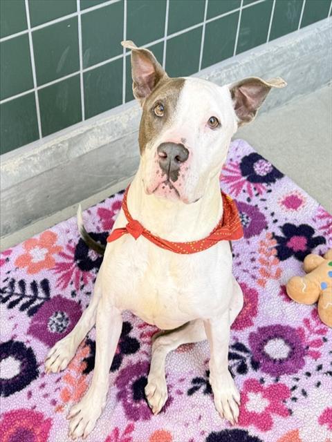 ACE, Adoptable, Adult Male Pit Bull Terrier.