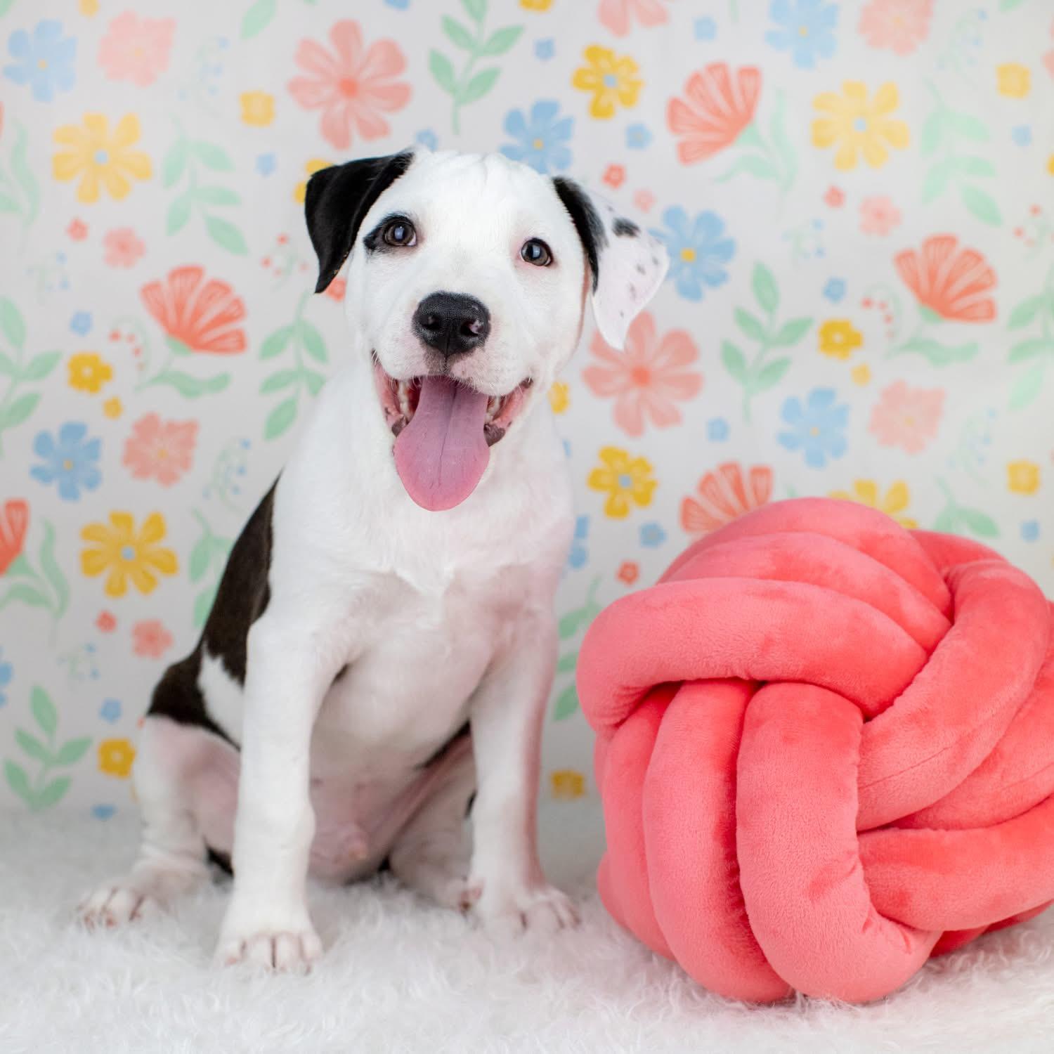 Enlarge Lance, a Adoptable mixed breed in Smyrna, GA image 5/5