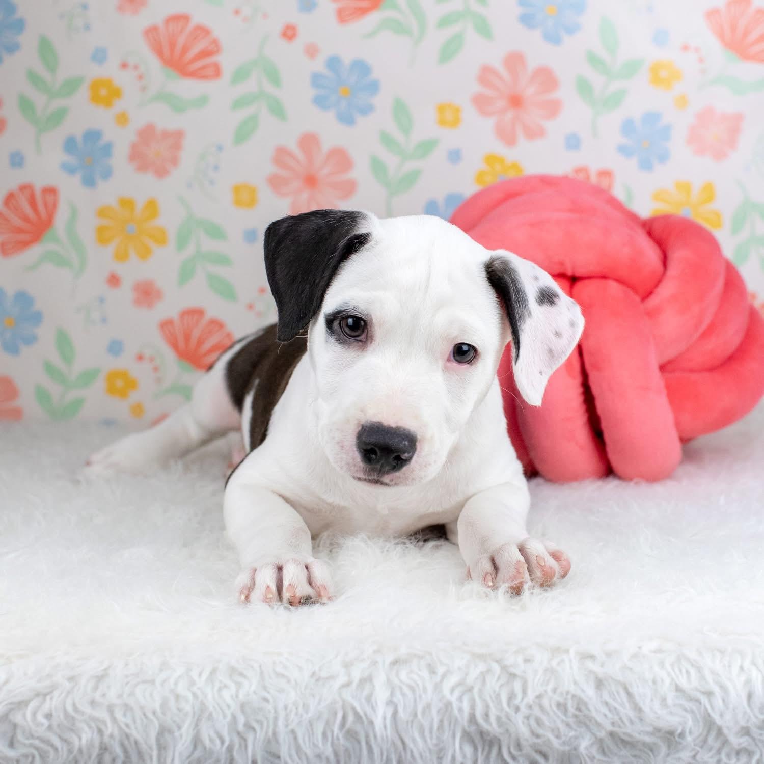 Enlarge Lance, a Adoptable mixed breed in Smyrna, GA image 4/5