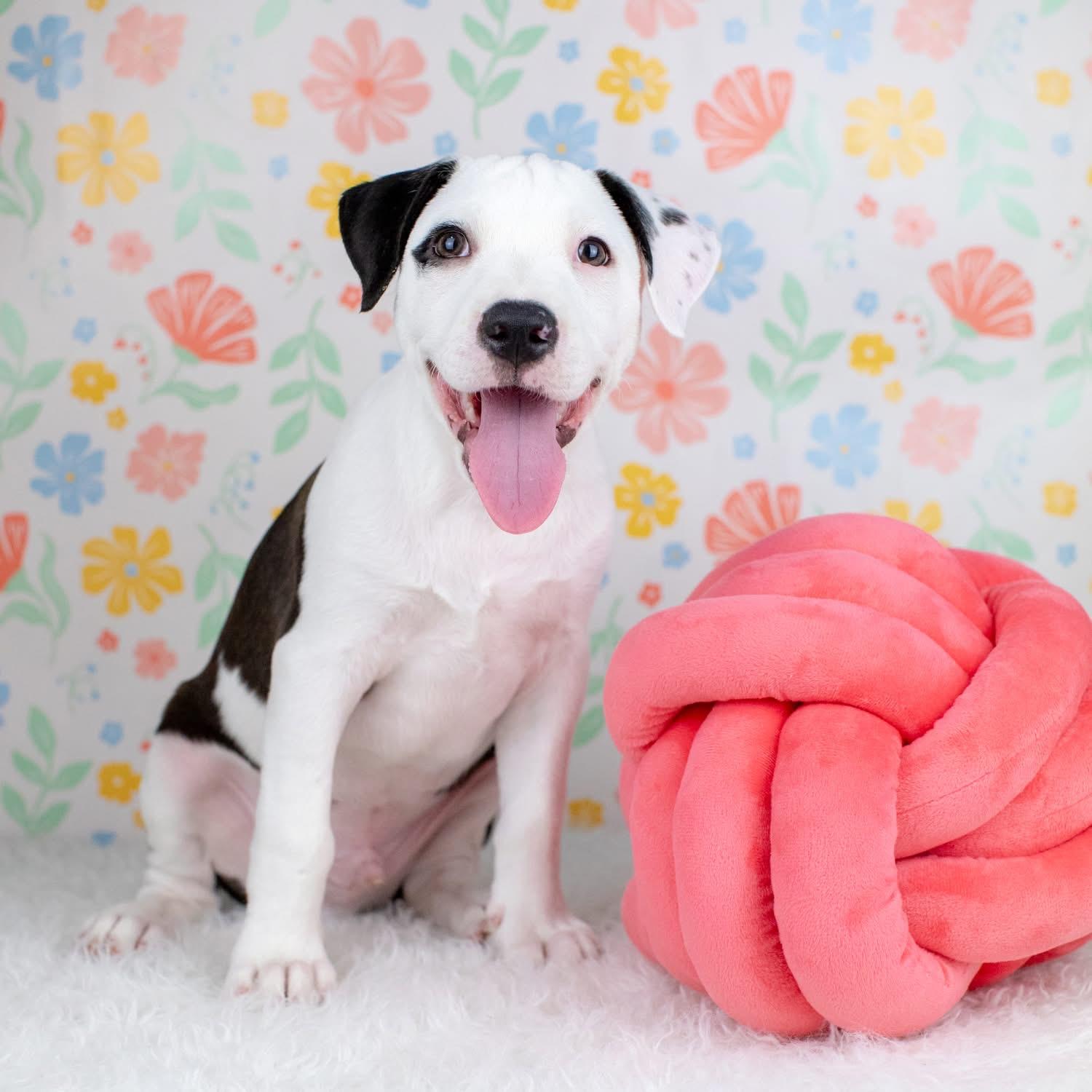 Enlarge Lance, a Adoptable mixed breed in Smyrna, GA image 2/5