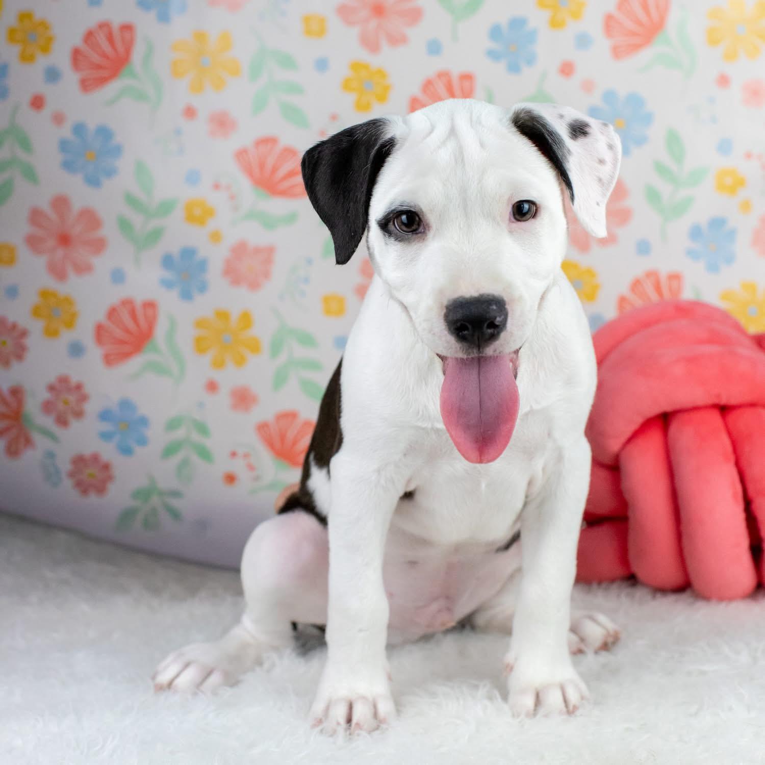Enlarge Lance, a Adoptable mixed breed in Smyrna, GA image 3/5