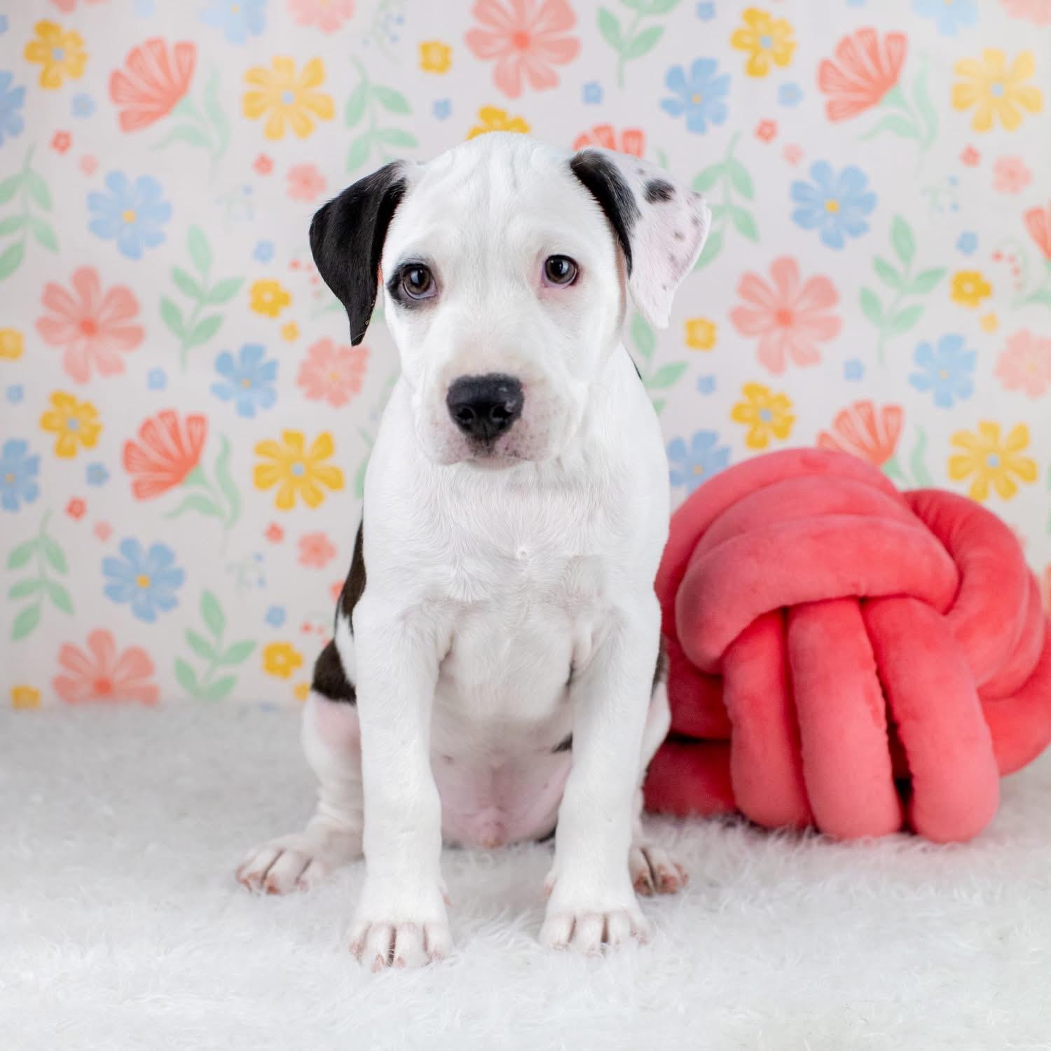 Lance, Adoptable, Puppy Male Mixed Breed.