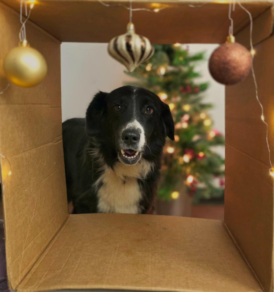 Danica, Adopted, Adult Female Australian Shepherd.