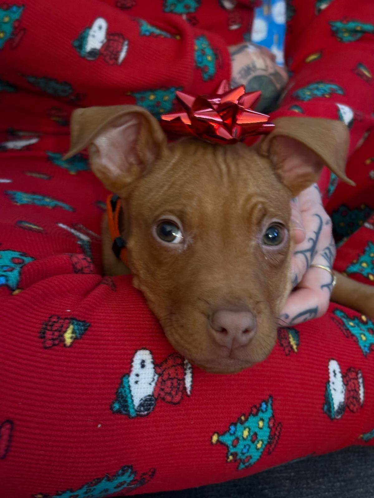 Enlarge Jameson, a ADOPTABLE mixed breed in Oakville, ON image 3/5