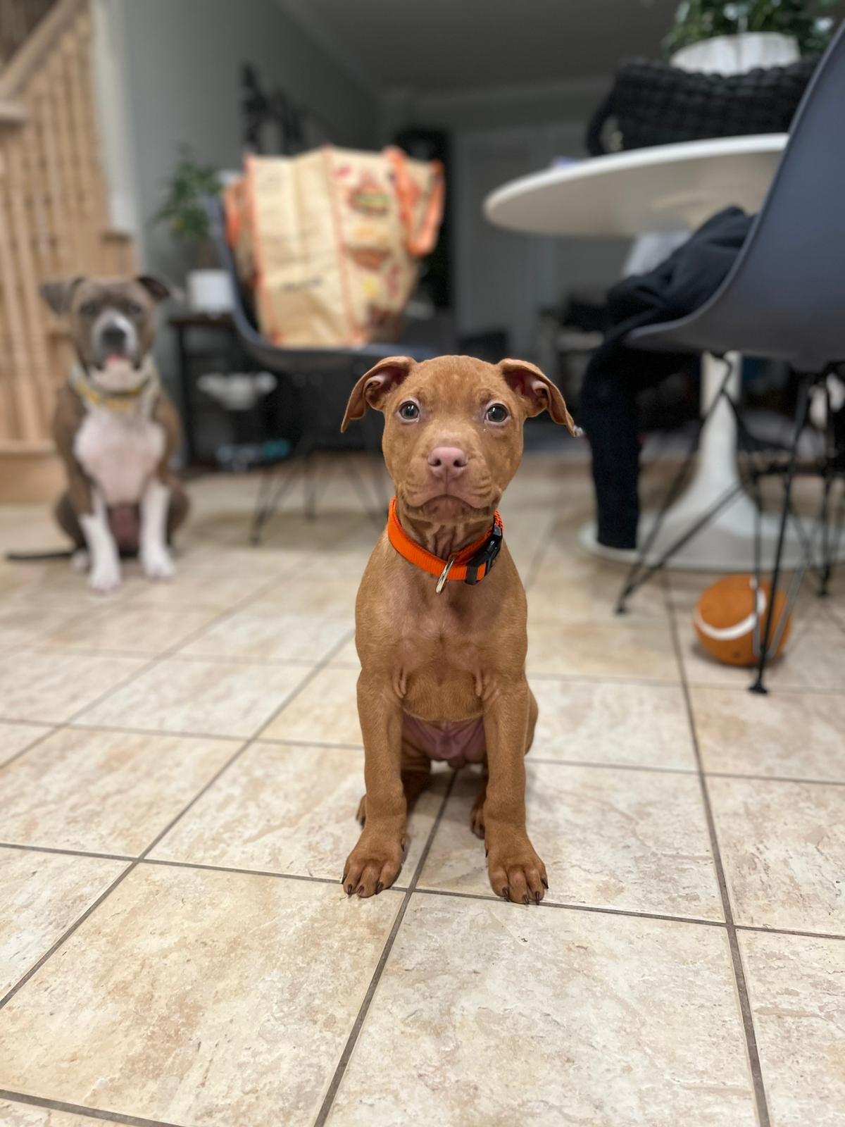 Enlarge Jameson, a ADOPTABLE mixed breed in Oakville, ON image 2/5