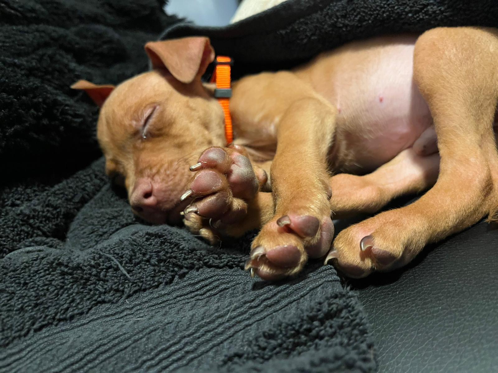 Enlarge Jameson, a ADOPTABLE mixed breed in Oakville, ON image 4/5