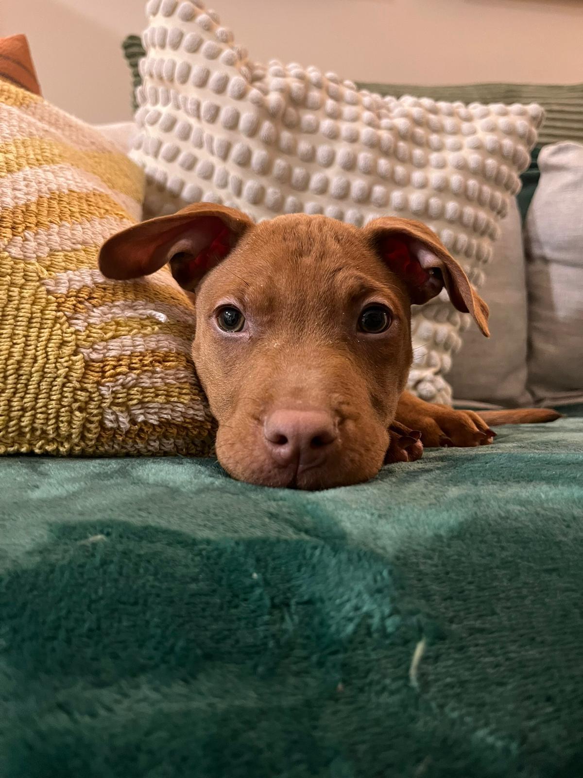Enlarge Jameson, a ADOPTABLE mixed breed in Oakville, ON image 5/5