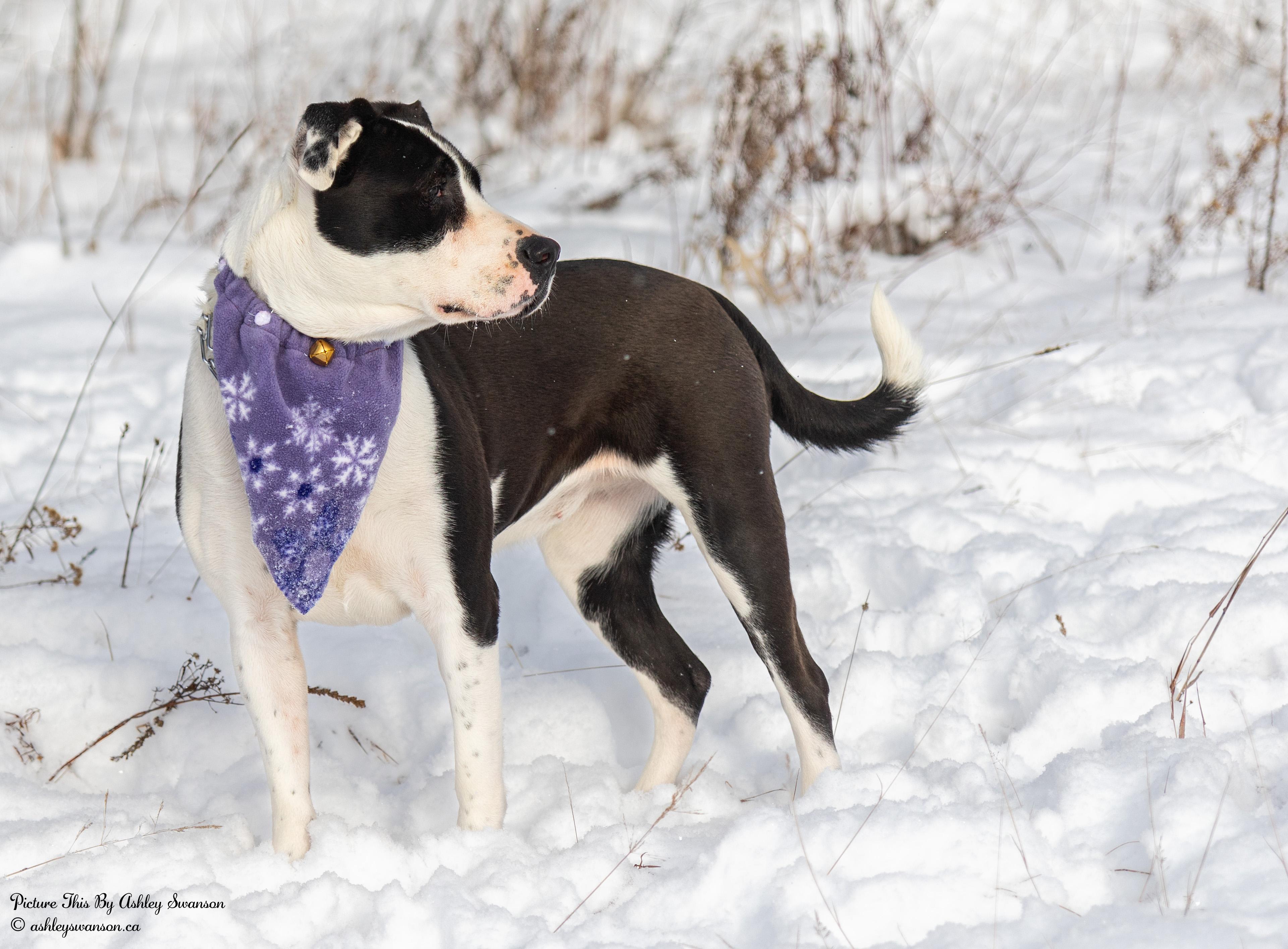 Luna photo 3