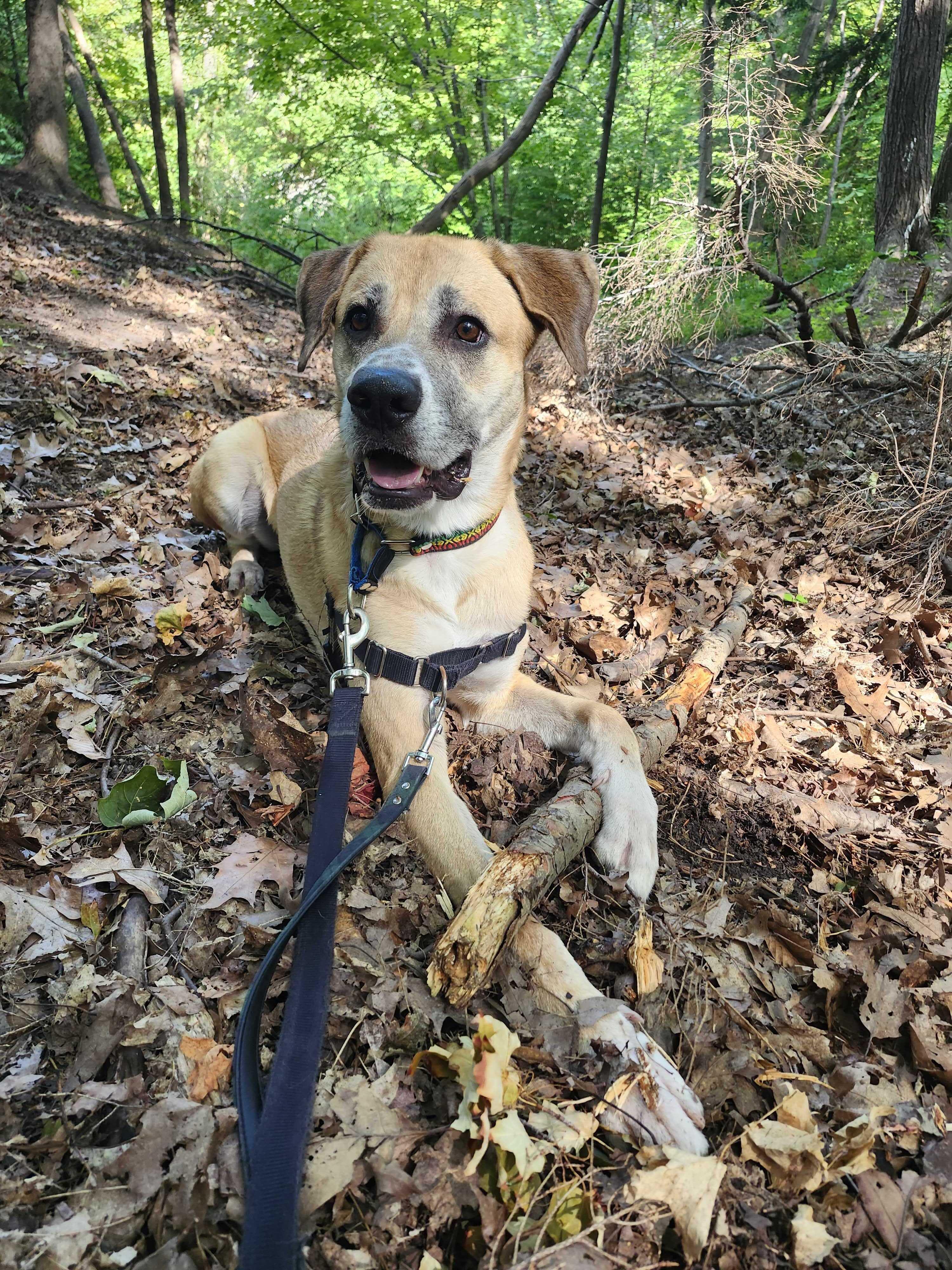 TOBY, a Adoptable mixed breed in Ajax, ON image 1/4