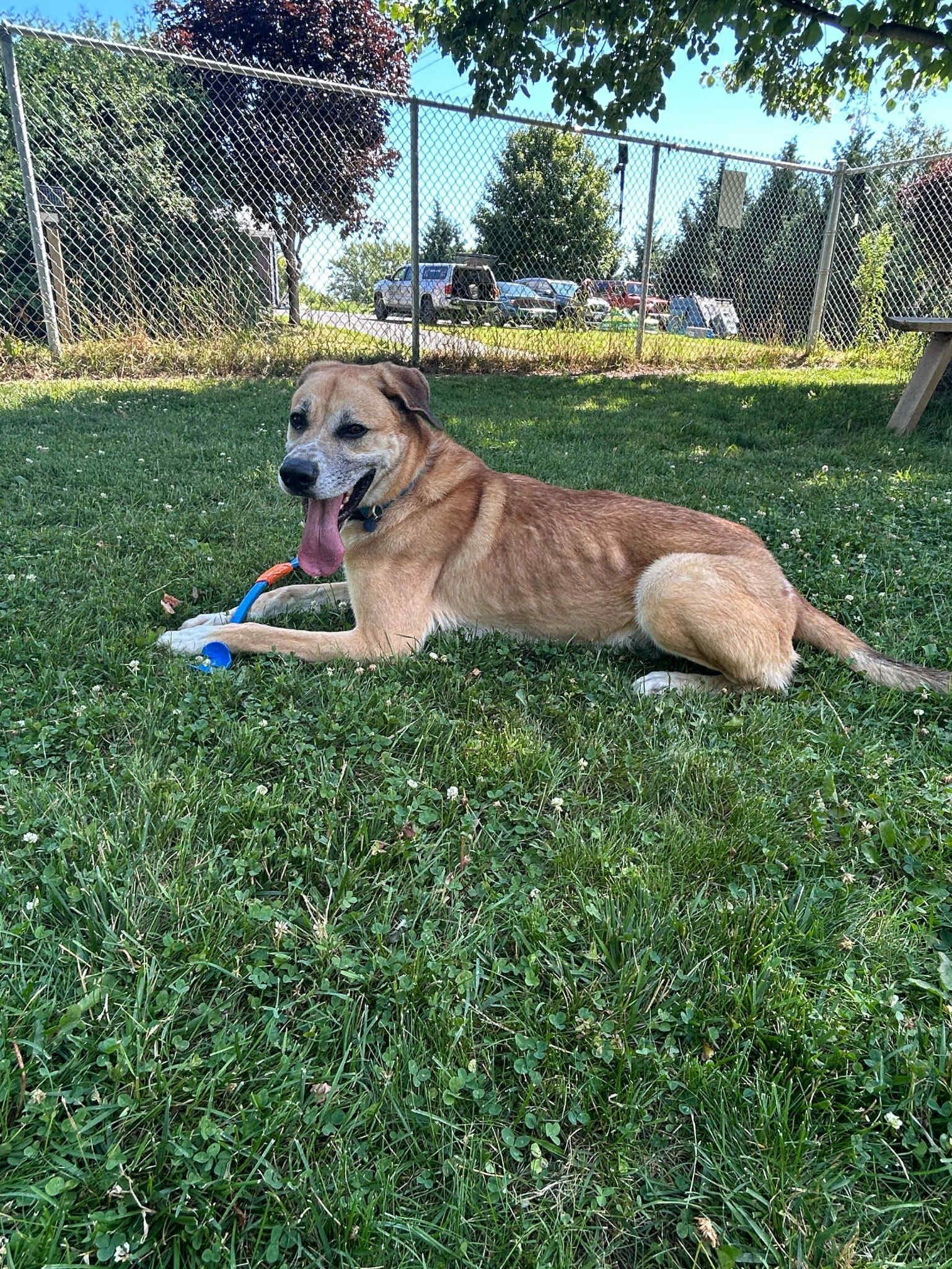 TOBY, a Adoptable mixed breed in Ajax, ON image 2/4