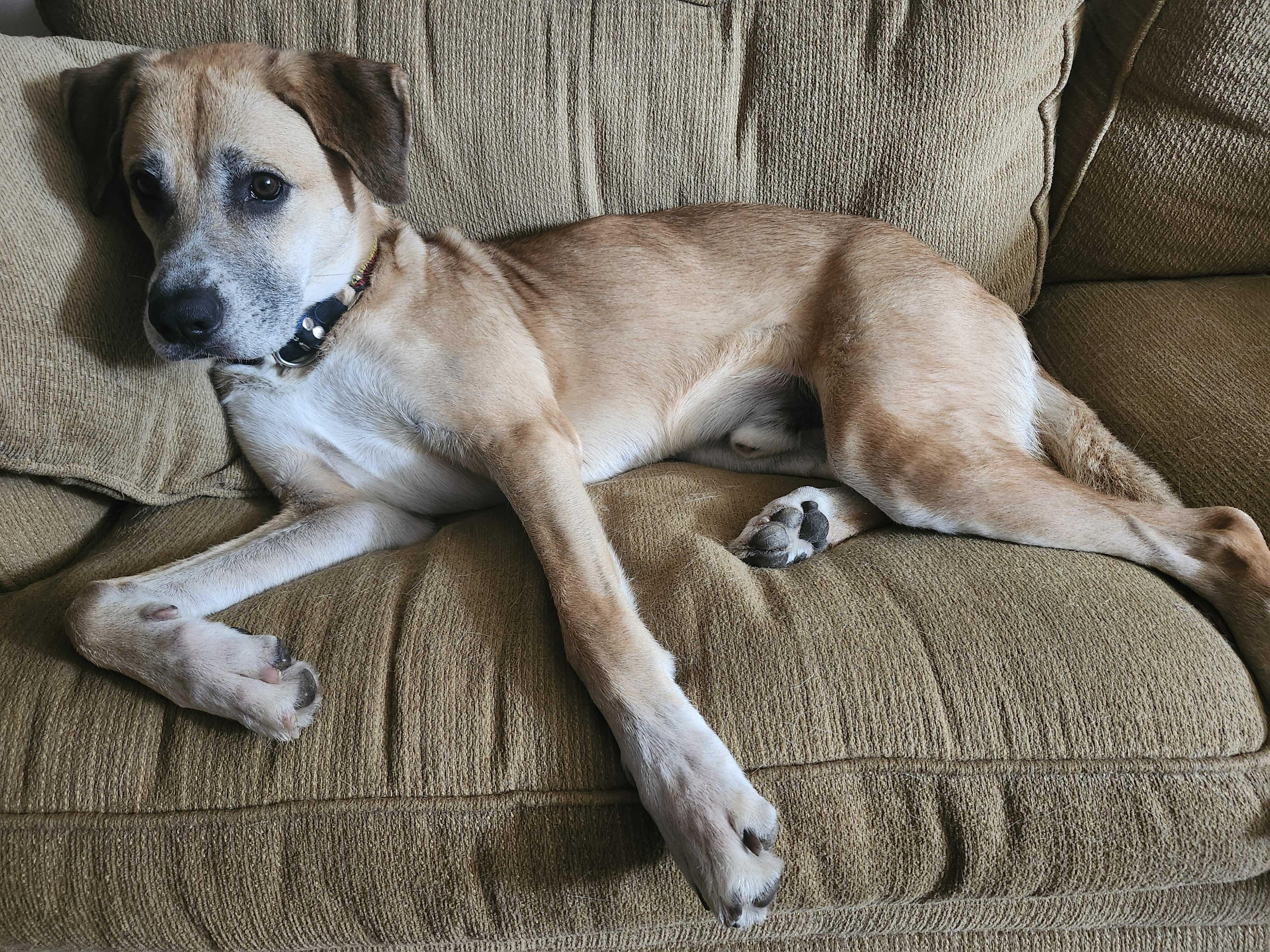 TOBY, a Adoptable mixed breed in Ajax, ON image 3/4
