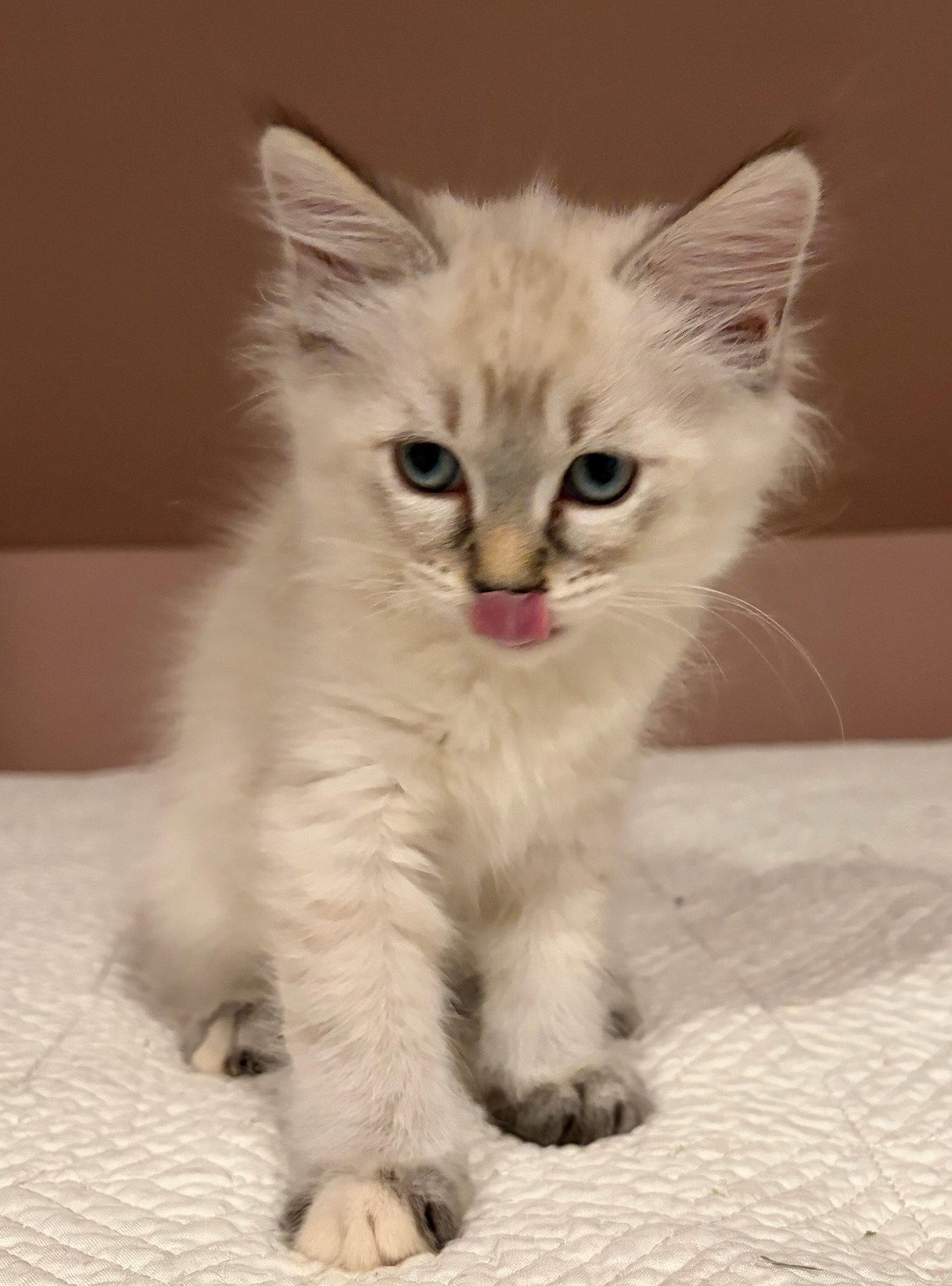 Windy, a Adopted mixed breed in Rootstown, OH image 1/3