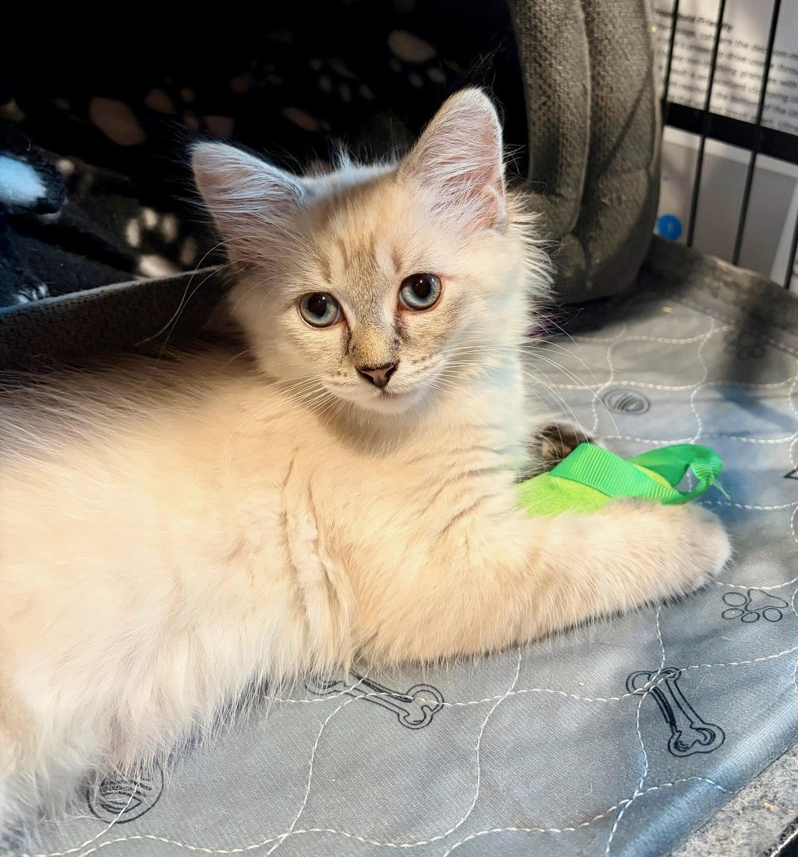 Windy, a Adopted mixed breed in Rootstown, OH image 2/3