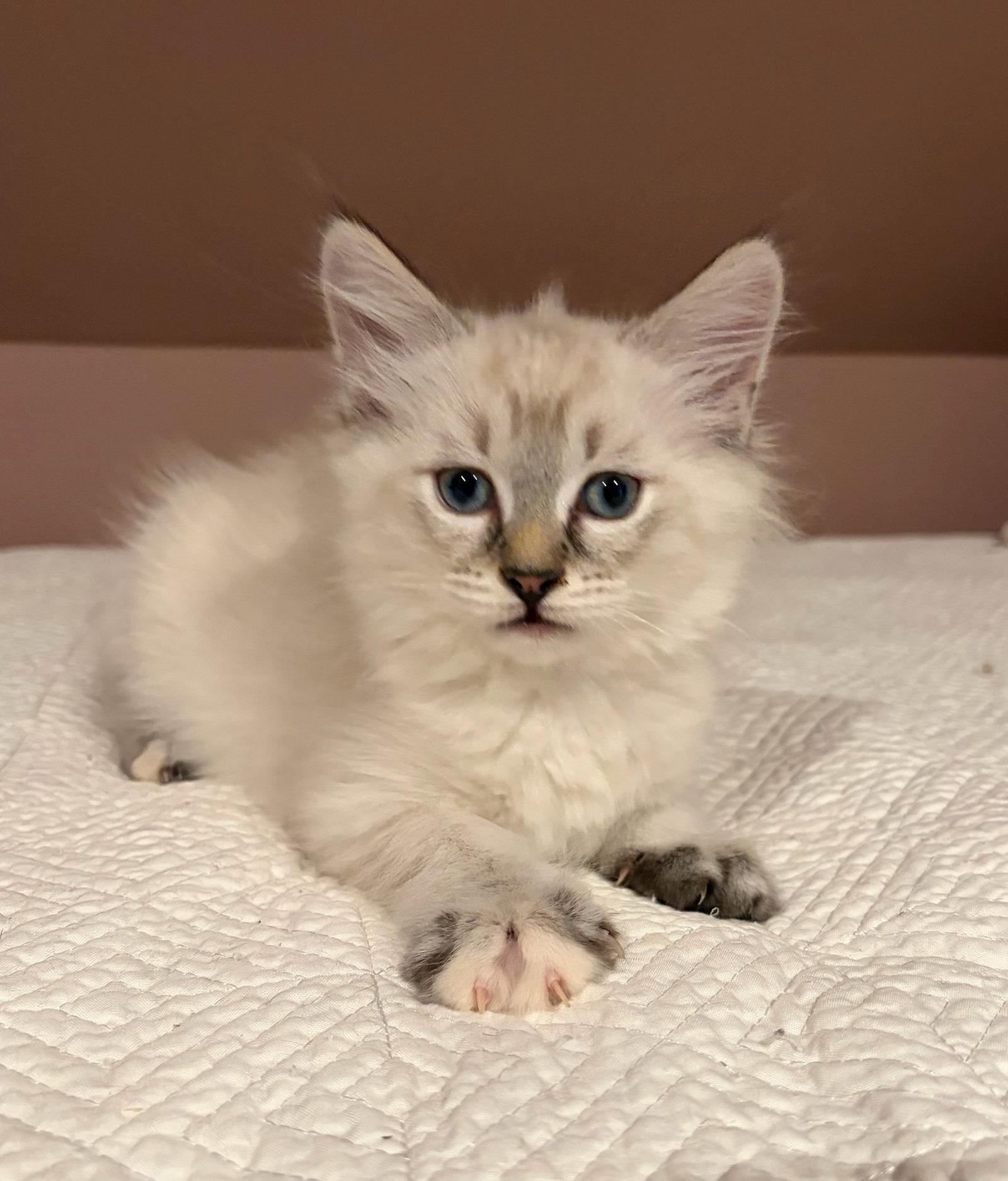 Windy, a Adopted mixed breed in Rootstown, OH image 3/3