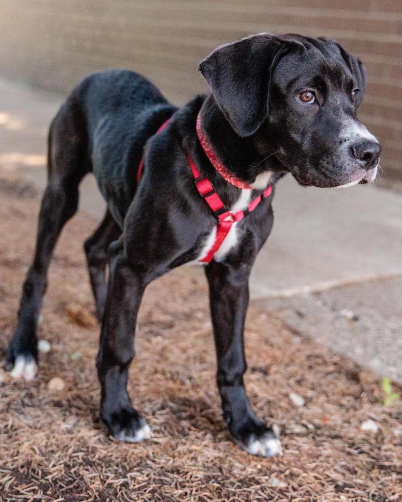 Sesame Bean, Adoptable, Puppy Male Mixed Breed.