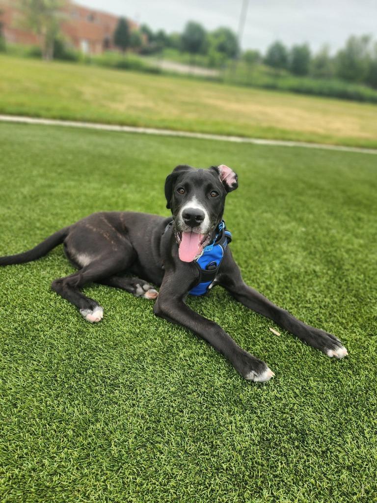 Sesame Bean - Summer Lovin' Promo, a Adoptable mixed breed in Savage, MN image 1/6