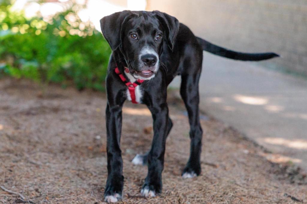 Sesame Bean - Summer Lovin' Promo, a Adoptable mixed breed in Savage, MN image 4/6