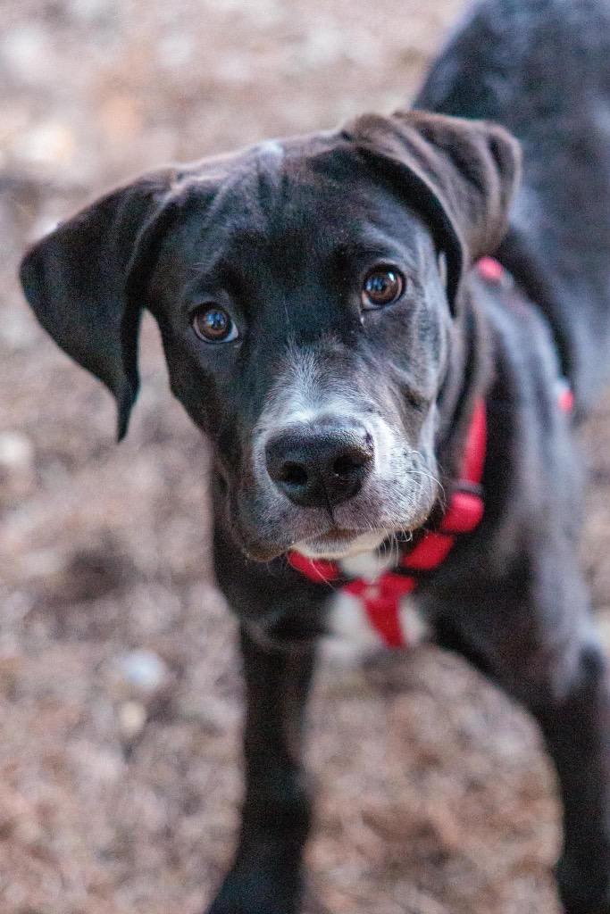 Sesame Bean - Summer Lovin' Promo, a Adoptable mixed breed in Savage, MN image 2/6