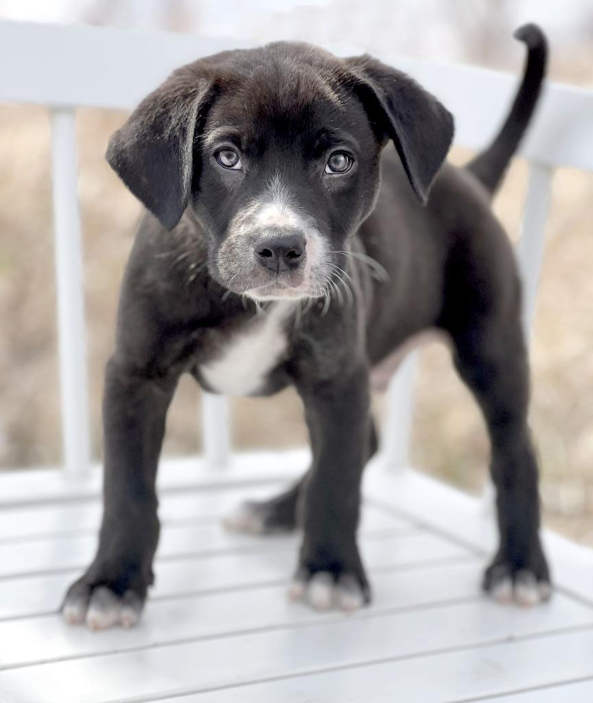 Sesame Bean, a Adoptable mixed breed in Savage, MN image 1/3