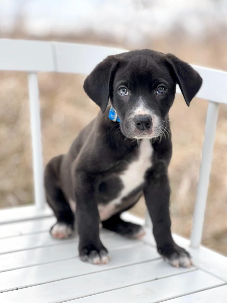 Sesame Bean, a Adoptable mixed breed in Savage, MN image 2/3