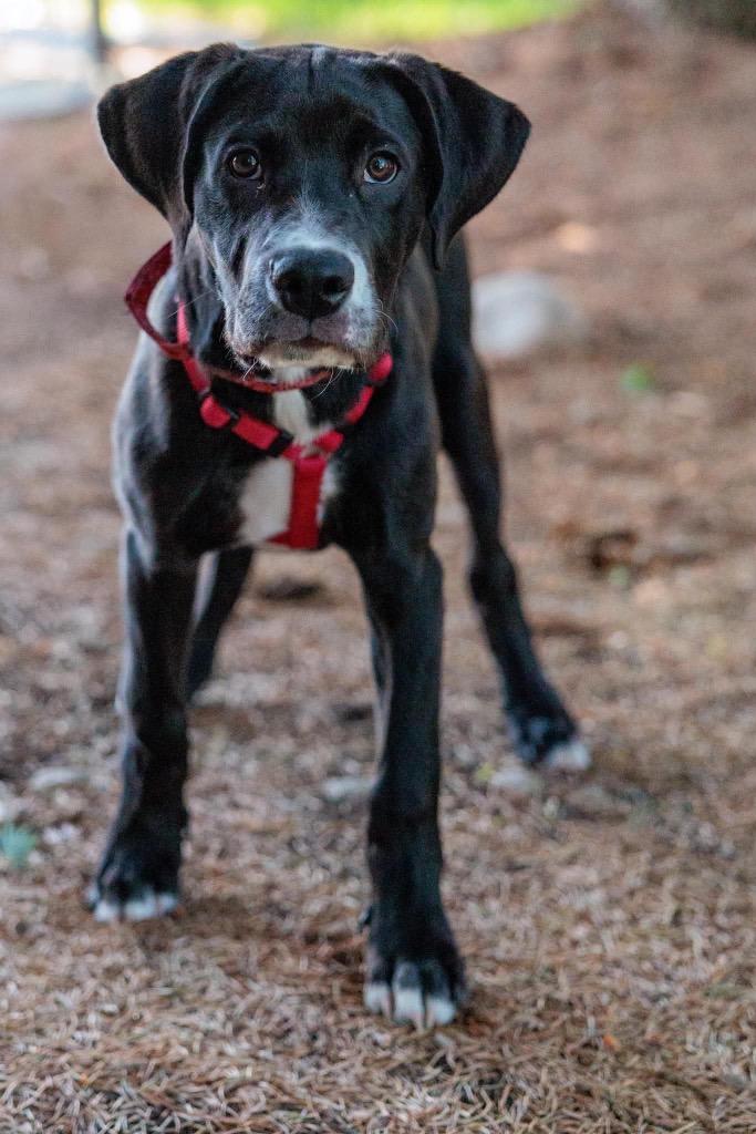 Sesame Bean - Summer Lovin' Promo, a Adoptable mixed breed in Savage, MN image 5/6