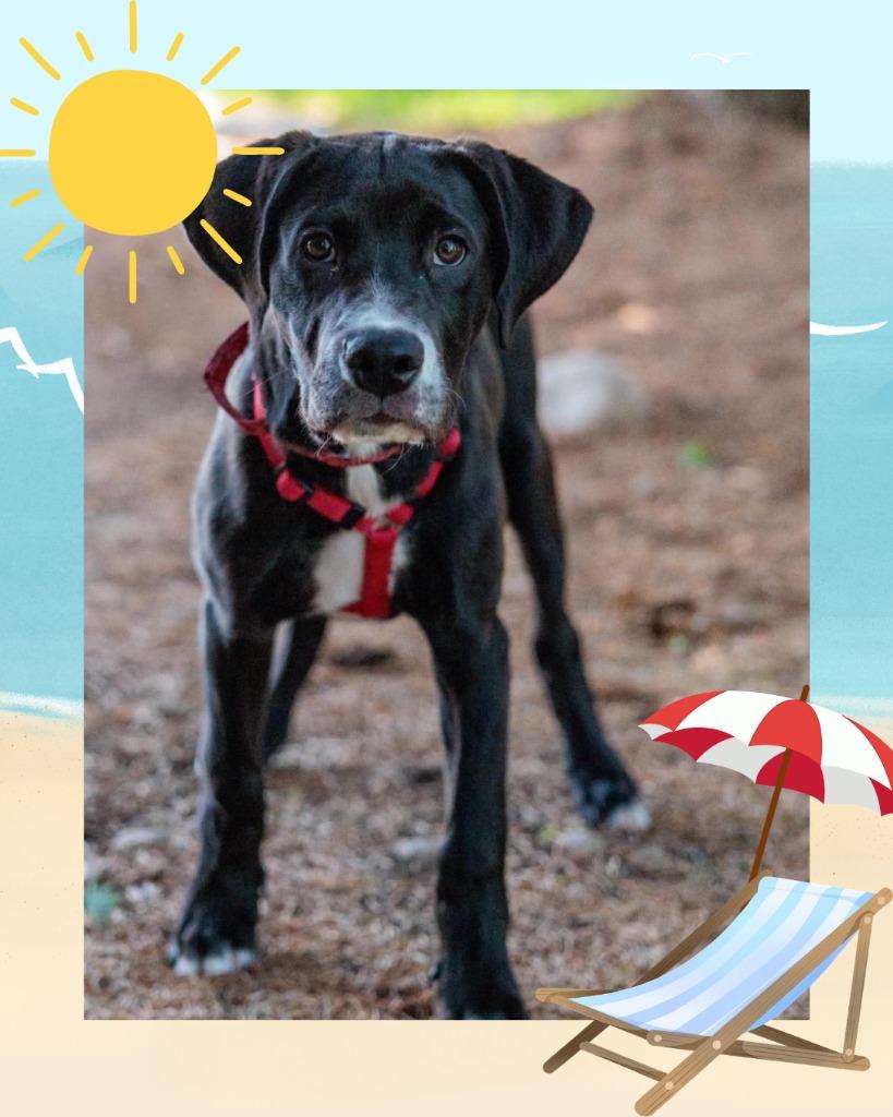 Sesame Bean - Summer Lovin' Promo, a Adoptable mixed breed in Savage, MN image 3/6