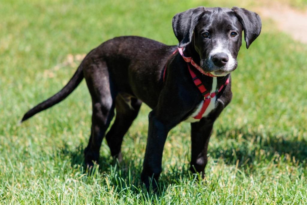 Sesame Bean - Summer Lovin' Promo, a Adoptable mixed breed in Savage, MN image 6/6
