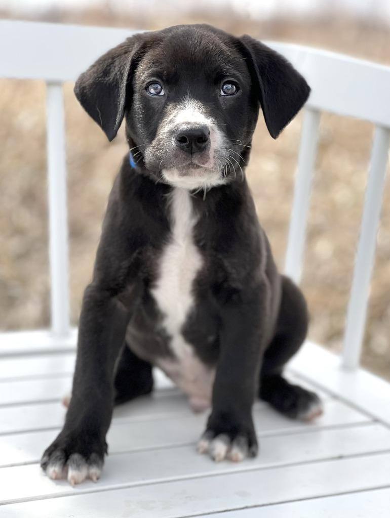 Sesame Bean, a Adoptable mixed breed in Savage, MN image 3/3
