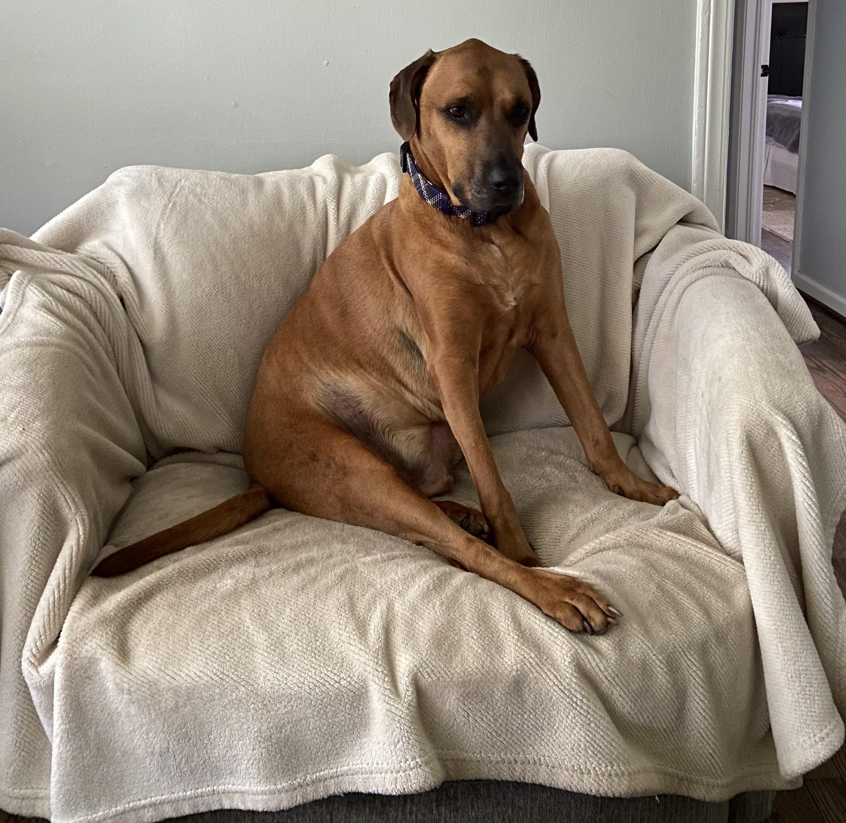 Enlarge Conner, a Adopted mixed breed in Pelzer, SC image 4/4