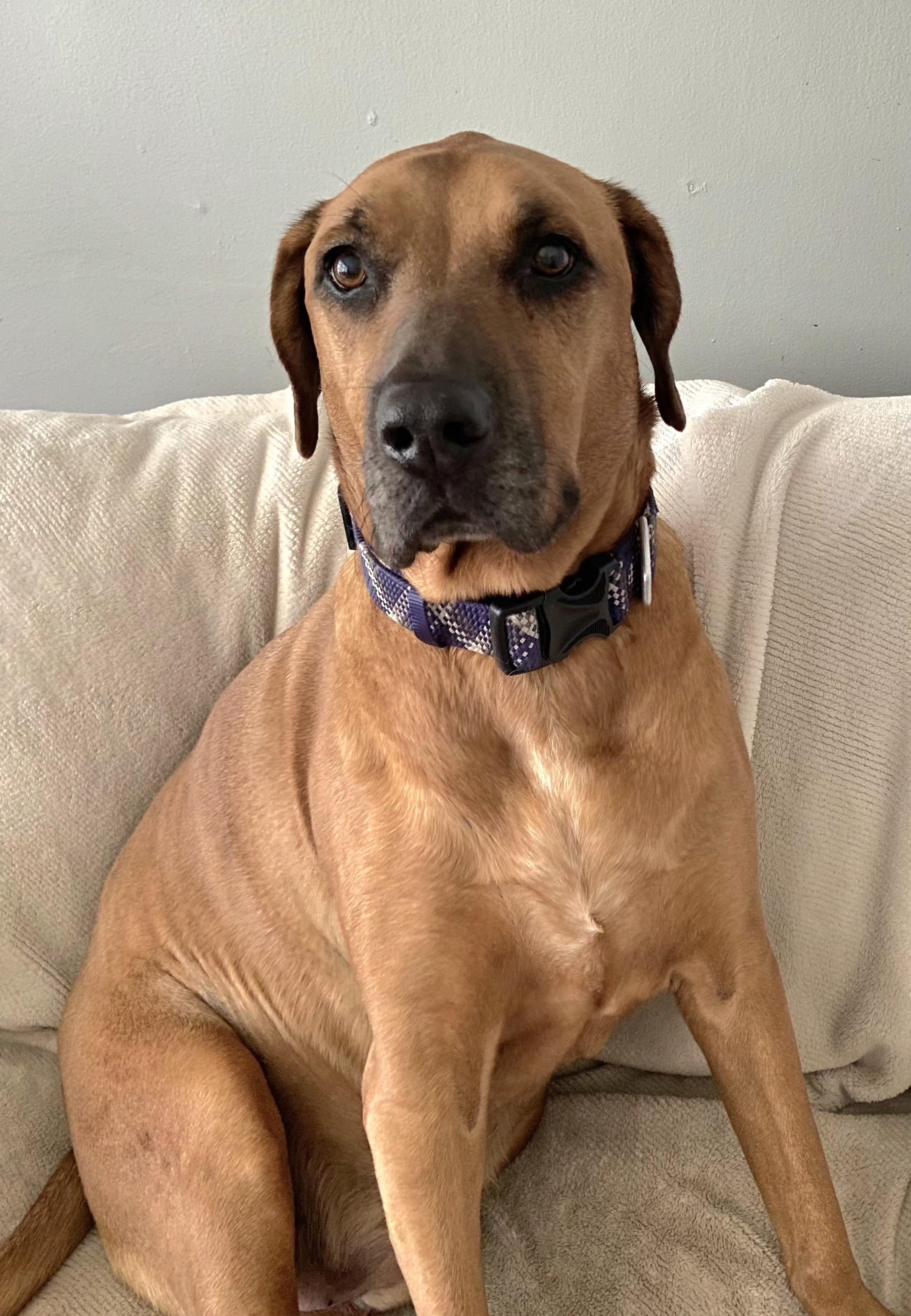 Enlarge Conner, a Adopted mixed breed in Pelzer, SC image 1/4