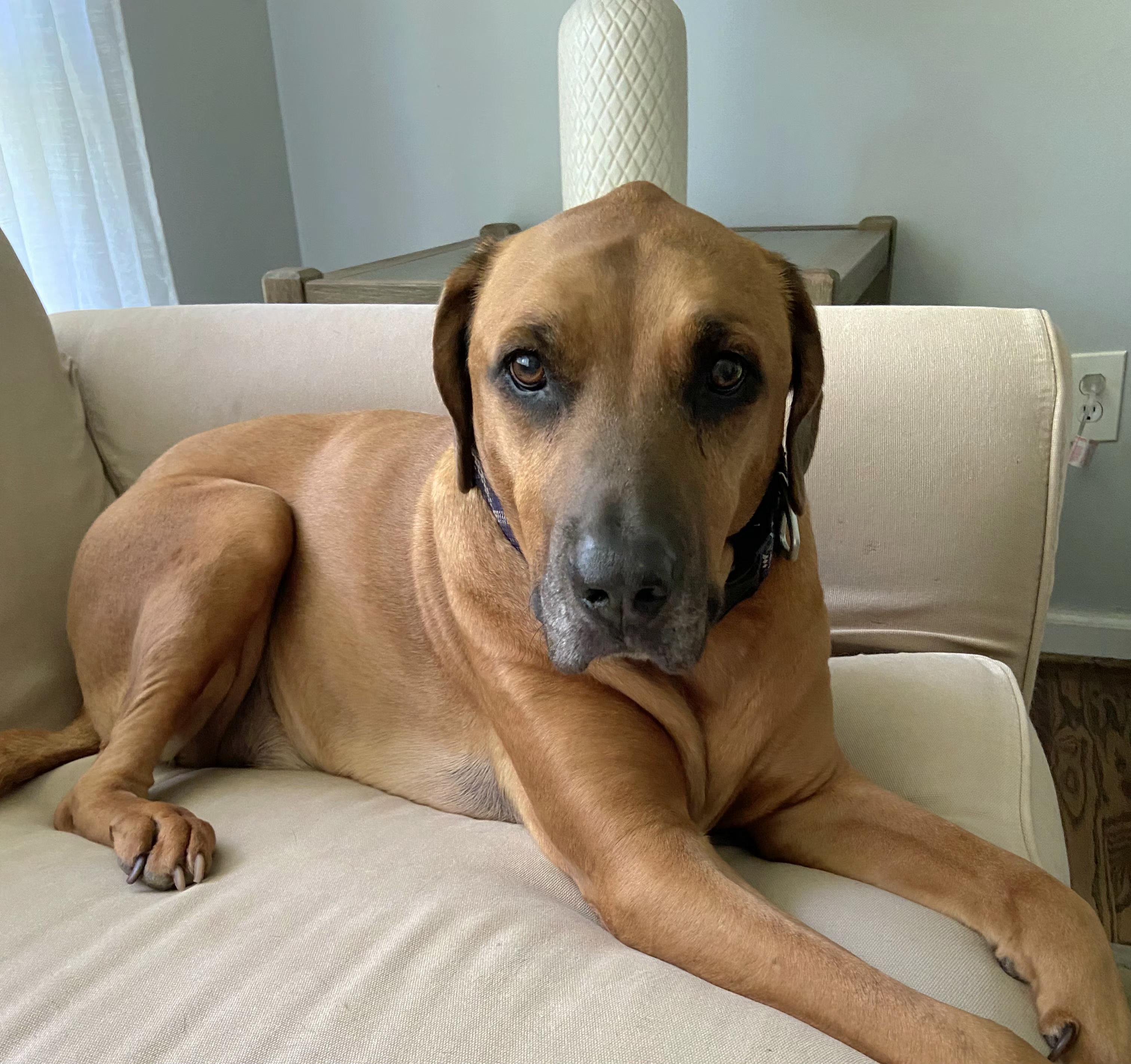 Enlarge Conner, a Adopted mixed breed in Pelzer, SC image 3/4
