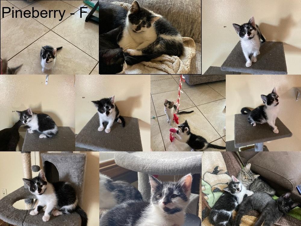 PineBerry (Alhana), Adoptable, Kitten Female Domestic Short Hair.